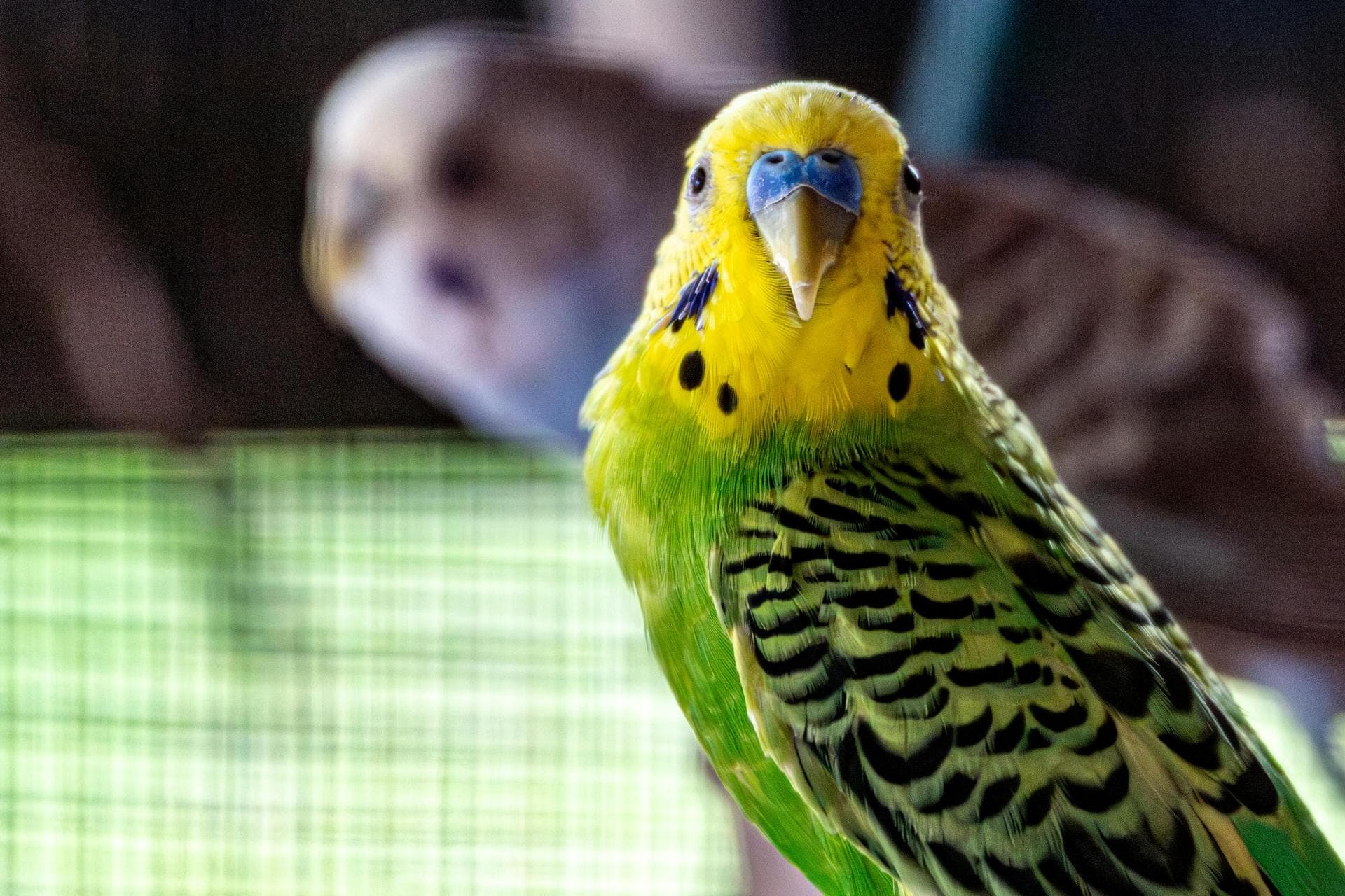 Exotic Pet Vets in Suffolk